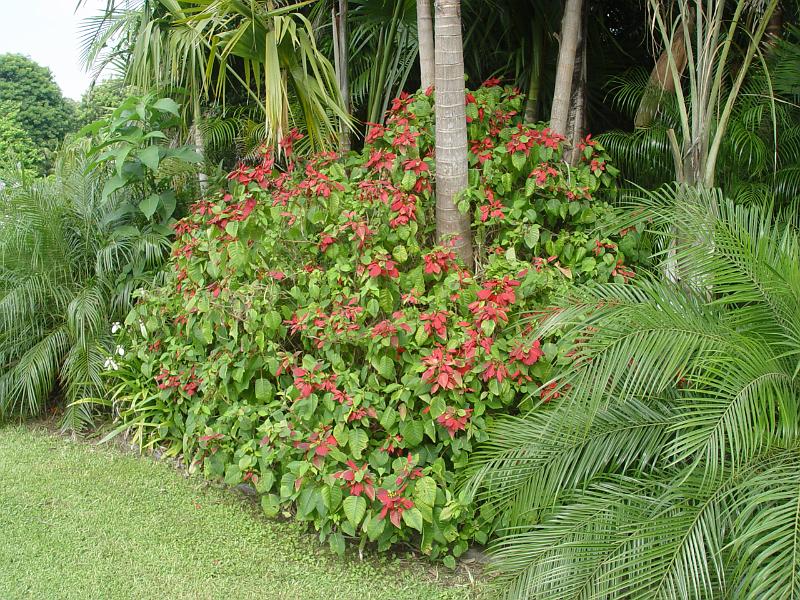 booroowhangary-nov09 048.jpg